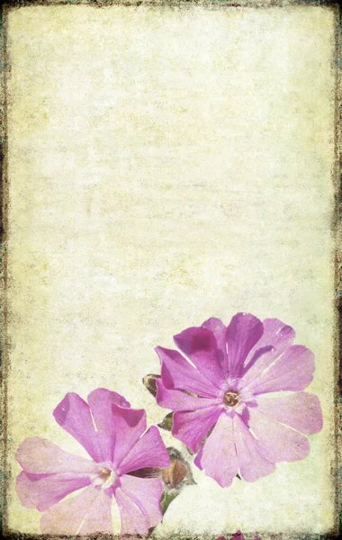 Ωραία φόντο εικόνα με floral στοιχεία — Φωτογραφία Αρχείου
