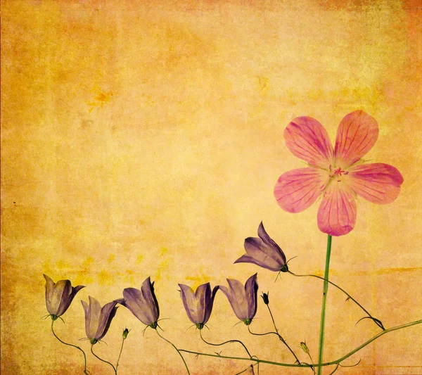 꽃 요소와 아름 다운 배경 이미지 — 스톡 사진