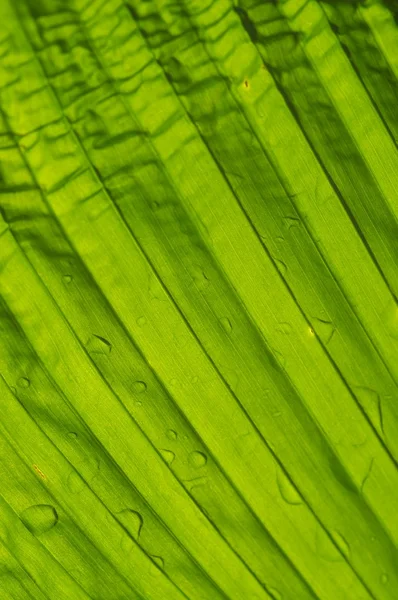 Folha verde de perto — Fotografia de Stock