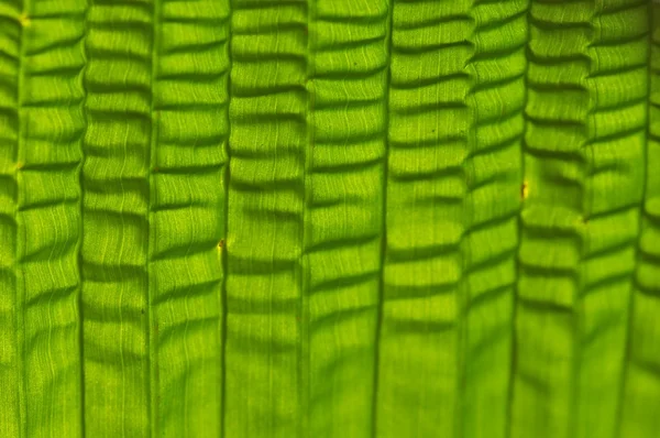 Yaprak yeşil yukarı kapatın — Stok fotoğraf