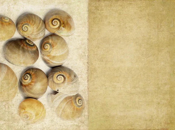 Preciosa imagen de fondo con conchas marinas — Foto de Stock