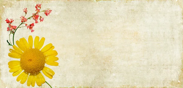 土黄色背景图像与花卉元素 — 图库照片#