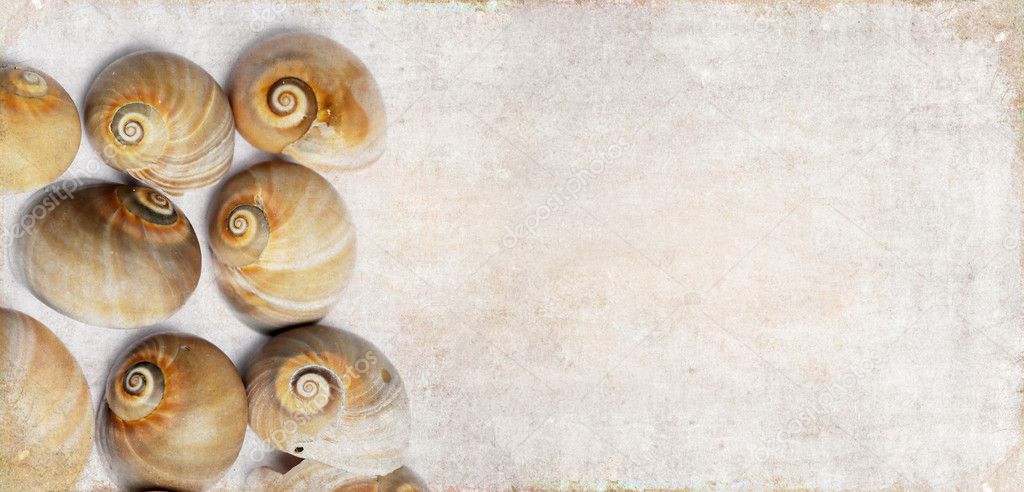 Lovely background image with sea shells up close. useful design element.