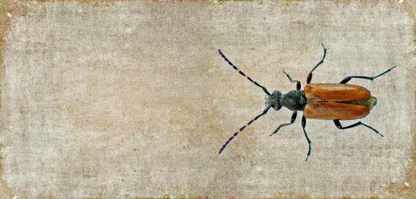 Härlig bakgrundsbild med beetle på nära håll. användbar designelement. — Stockfoto