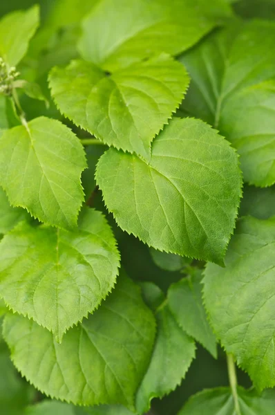 Grünes Blatt Hintergrund — Stockfoto