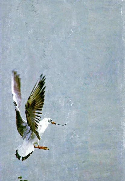 Seagull in vlucht met veel ruimte voor tekst — Stockfoto