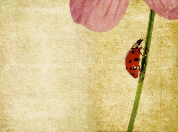 可爱背景图像与瓢虫和花卉的元素。有用的设计元素. — 图库照片