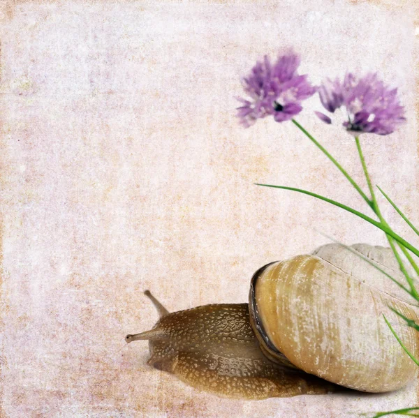 Illustrazione colorata con chiocciola ed erba cipollina in fiore — Foto Stock