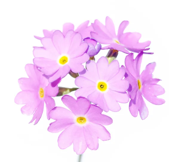 Spring flora — Stock Photo, Image