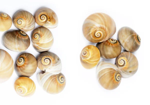 Imagem de fundo adorável com conchas do mar de perto. elemento de design útil . — Fotografia de Stock