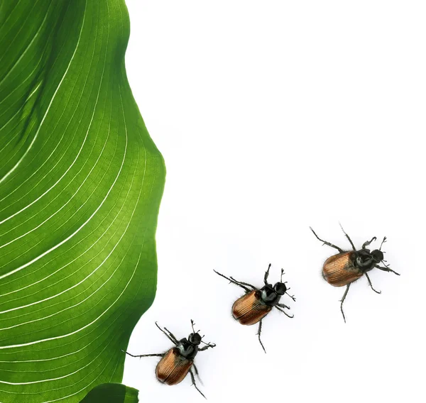 Flora and beetles against white background. useful design element. — Stock Photo, Image