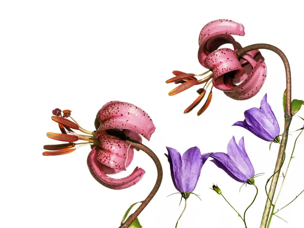 फुलांच्या घटकांसह सुंदर पार्श्वभूमी प्रतिमा. उपयुक्त डिझाइन घटक . — स्टॉक फोटो, इमेज