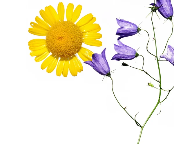 Preciosa imagen de fondo con elementos florales. elemento de diseño útil . —  Fotos de Stock