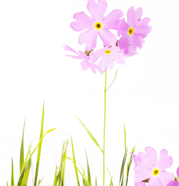 Spring flora — Stock Photo, Image