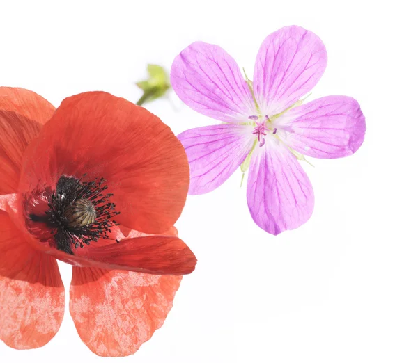Krásné pozadí obrázek s květinové prvky. užitečné designový prvek. — Stock fotografie