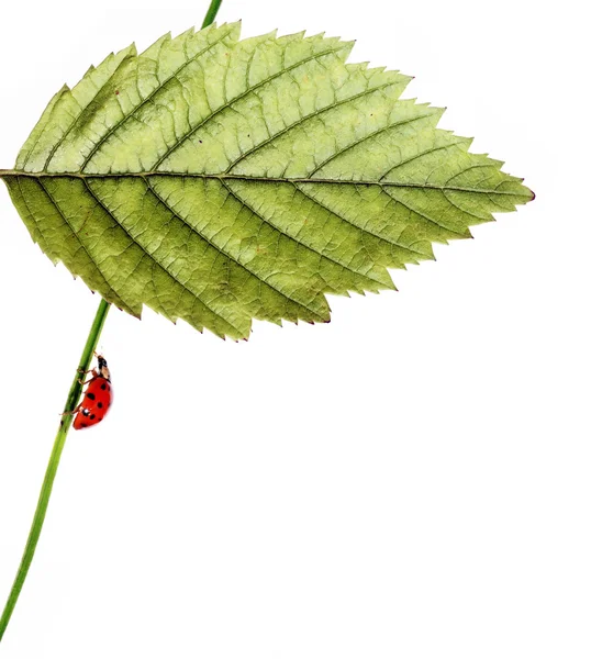Nydelig bakgrunnsbilde med ladybird og blomsterelementer. nyttig prosjekteringselement . – stockfoto