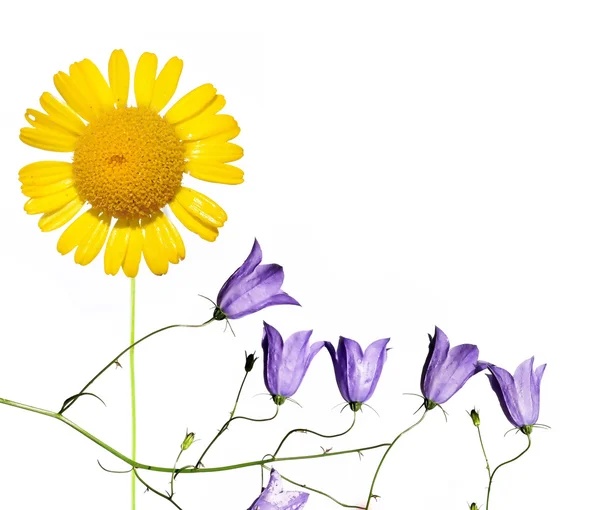 꽃 요소와 아름 다운 배경 이미지입니다. 유용한 디자인 요소. — 스톡 사진