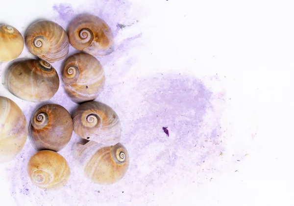 Lovely background image with sea shells up close. useful design element. — Stock Photo, Image