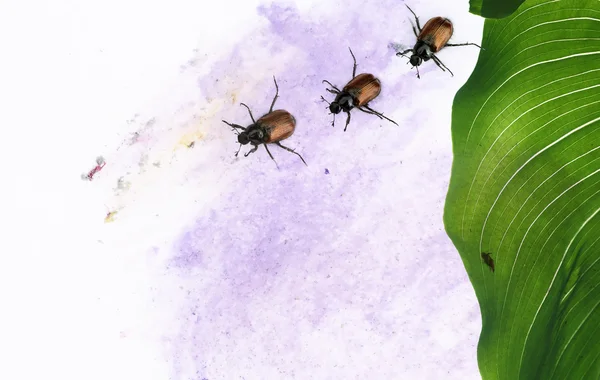 Ilustração colorida com close-up de besouros marrons — Fotografia de Stock