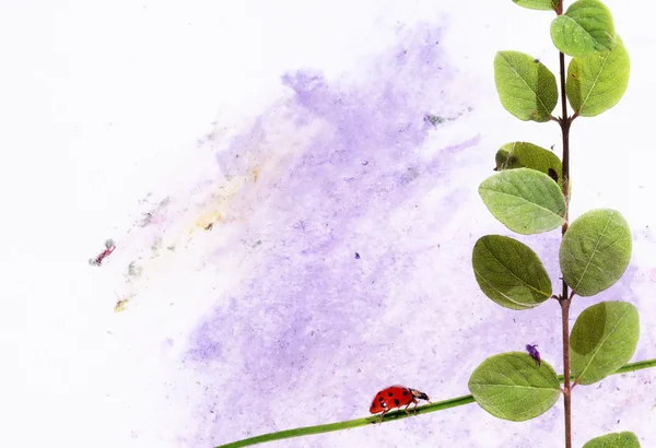 무당벌레와 꽃 요소와 아름 다운 배경 이미지입니다. 유용한 디자인 요소. — 스톡 사진