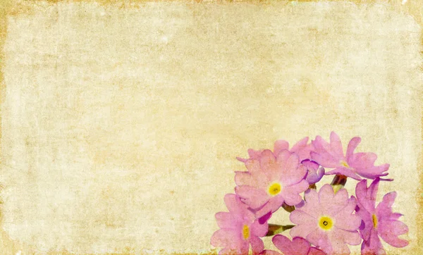 꽃 요소와 아름 다운 배경 이미지입니다. 유용한 디자인 요소. — 스톡 사진