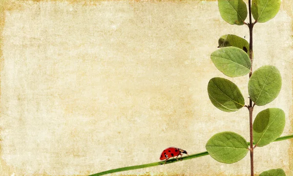 Szép háttérképet a lencse és a virág. hasznos design elem. — Stock Fotó