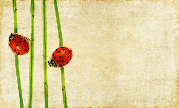 Lovely background image with ladybird and floral elements. useful design element. — Stock Photo, Image