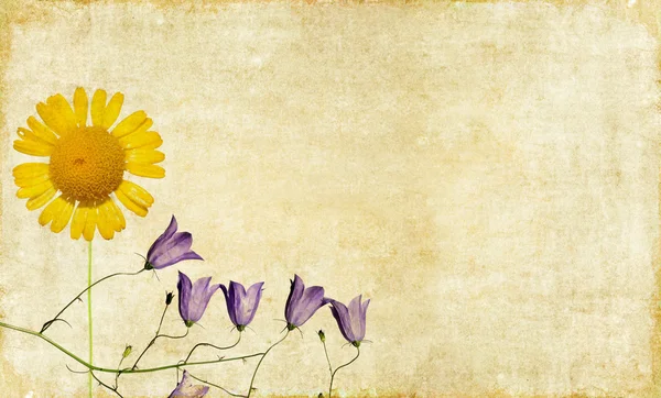 꽃 요소와 아름 다운 배경 이미지입니다. 유용한 디자인 요소 — 스톡 사진
