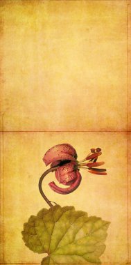 dünyevi çiçek tasarım öğesi