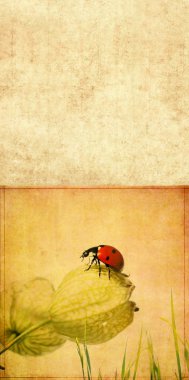 Lovely background image with ladybird and floral elements. useful design element.