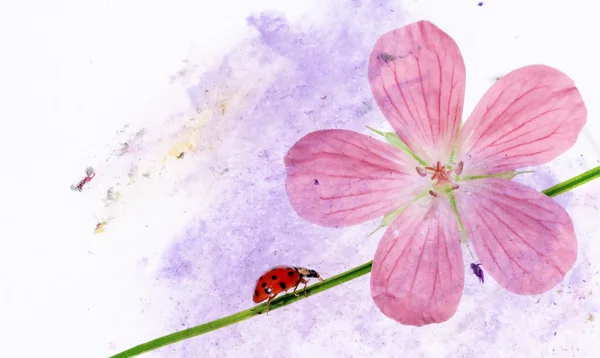 Renkli resimde çiçek öğeleri ve uğur böceği. kullanışlı tasarım öğesi. — Stok fotoğraf