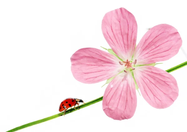 Schönes Hintergrundbild mit Marienkäfer und floralen Elementen. Nützliches Gestaltungselement. — Stockfoto