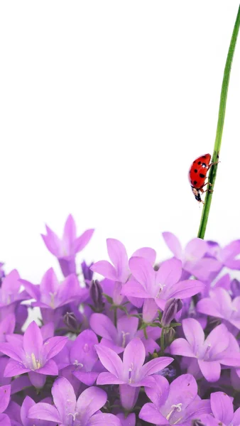 Kleurrijke illustratie met florale elementen en lieveheersbeestje. nuttige ontwerpelement. — Stockfoto