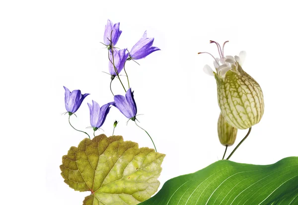 Bella flora primaverile — Foto Stock