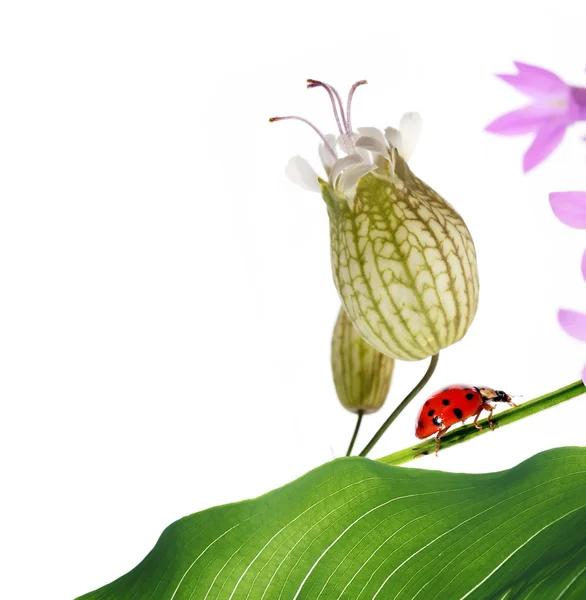 Barevné ilustrace s květinové prvky a Beruška. užitečné designový prvek. — Stock fotografie