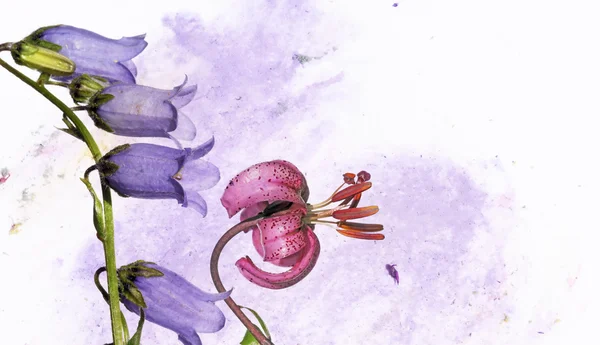 Ilustración colorida con elementos florales —  Fotos de Stock