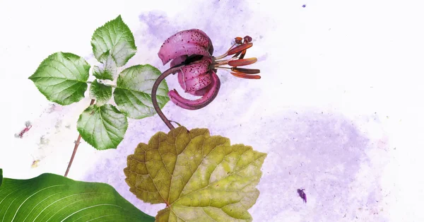 Ilustração colorida com elementos florais — Fotografia de Stock