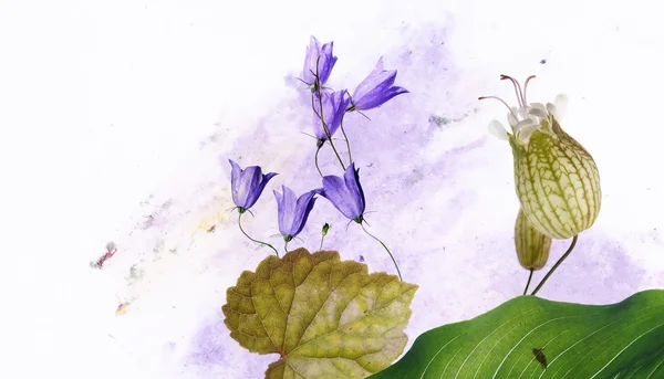 Kleurrijke illustratie met florale elementen — Stockfoto