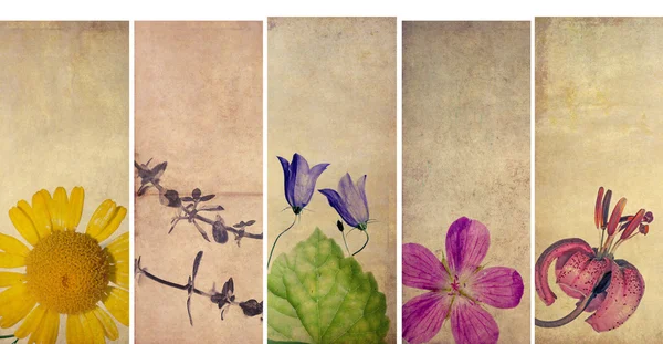 꽃 요소와 소박 텍스처 배너의 아름 다운 세트. 유용한 디자인 요소 — 스톡 사진