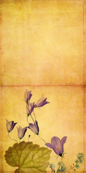 Dünyevi çiçek tasarım öğesi — Stok fotoğraf
