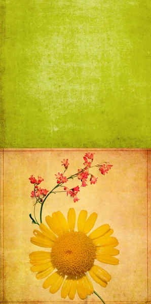 Aardse bloemen ontwerpelement — Stockfoto