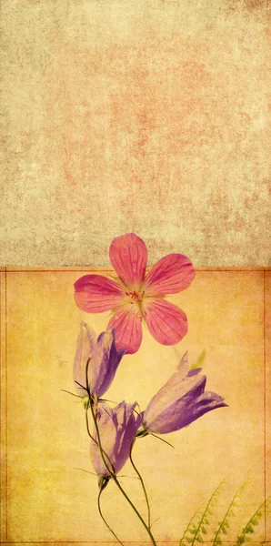 Földes virág rajzolatú elemet másol hely — Stock Fotó