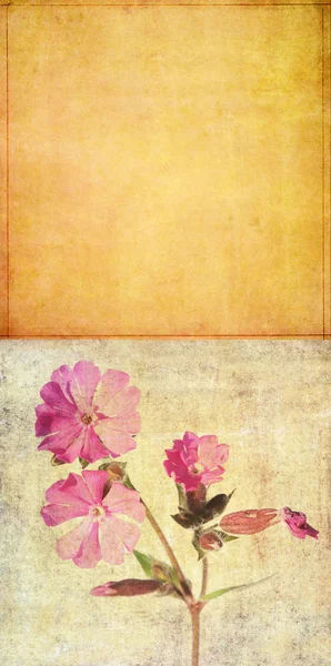 Γήινα floral σχέδιο στοιχείο με αντίγραφο χώρου — Φωτογραφία Αρχείου