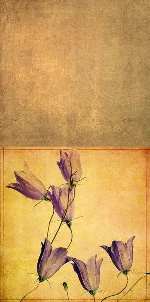 Γήινα floral σχέδιο στοιχείο — Φωτογραφία Αρχείου