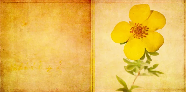 Квітковий фон і елемент дизайну — стокове фото