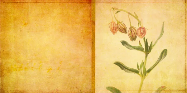 Floraler Hintergrund und Gestaltungselement — Stockfoto
