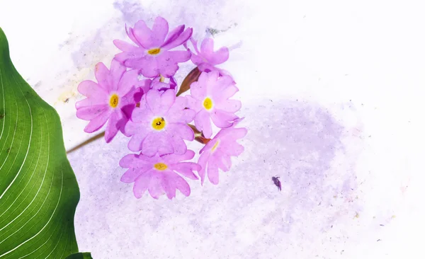 Våren koncept. unga framväxande flora — Stockfoto