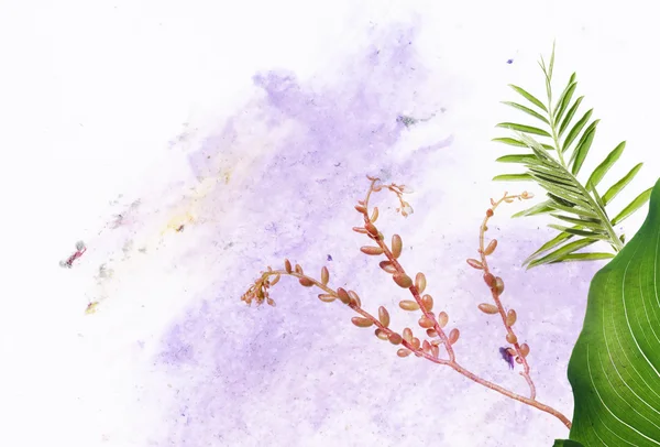 Våren koncept. unga framväxande flora mot vit bakgrund. — Stockfoto