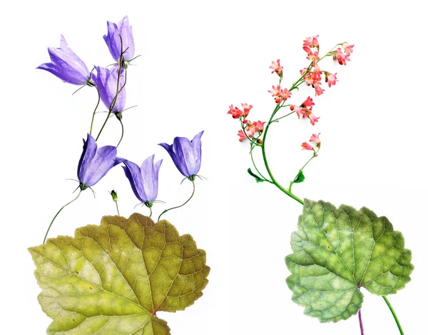 Concepto de primavera. flora emergente joven contra fondo blanco . —  Fotos de Stock