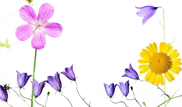 Concept de printemps. jeune flore émergente sur fond blanc . — Photo